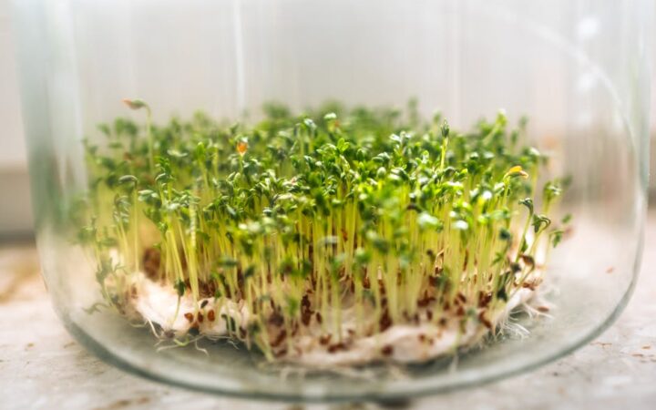 The Rise of Microgreens: Why Tiny Greens Are the Nutritional Powerhouses of 2026