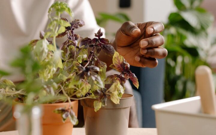 Green Thumb Wellness: Cultivating Your Own Healing Herb Garden in 2026