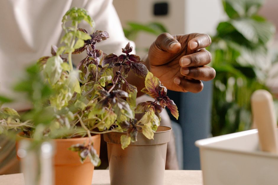Green Thumb Wellness: Cultivating Your Own Healing Herb Garden in 2026