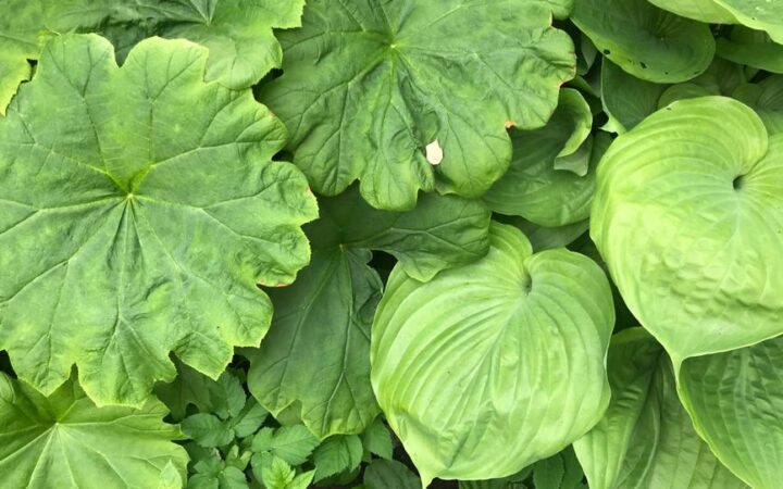 Beyond Kale: Discovering the Nutrient-Packed Greens of 2026