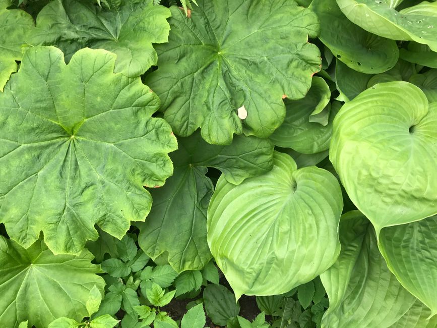 Beyond Kale: Discovering the Nutrient-Packed Greens of 2026